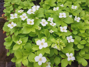 Cornus canadensis - Teppich Hartriegel